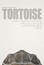 Tortoise (2014)