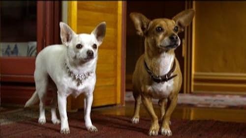 Beverly Hills Chihuahua 2