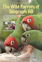 The Wild Parrots of Telegraph Hill