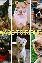 Wags to Riches