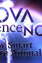 Nova Science Now: How Smart Are Animals?