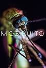 Mosquito (2017)