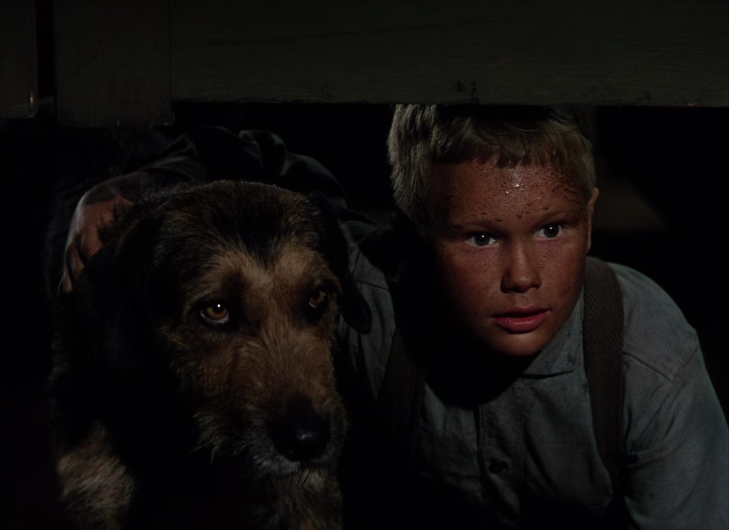 Shane (1953)