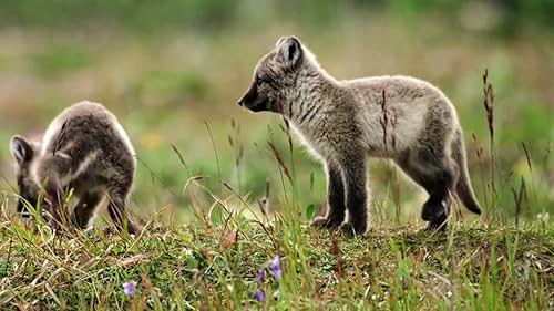 Nature: American Arctic