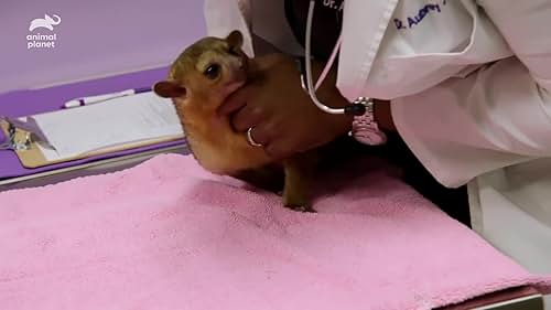 The Vet Life: Two Exotic Pets Get Expert Treatment From Dr. Ross