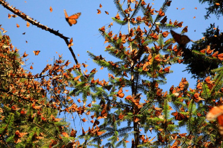 Flight of the Butterflies (2012)