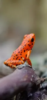 Vibrant orange frog in natural forest setting.