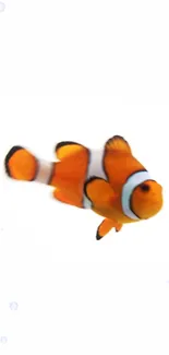 Orange clownfish on a white background with bubbles.