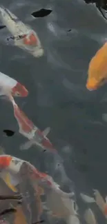 A cluster of colorful koi fish swimming in a dark pond.