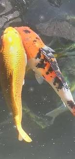 Two colorful koi fish swimming gracefully, showcasing vibrant orange hues.