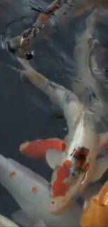 Colorful koi fish swimming gracefully in water.