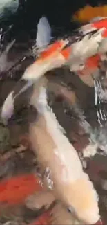 Vibrant koi fish swimming in water.