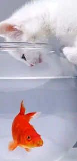 White kitten peers into a bowl with a goldfish, creating a playful scene.