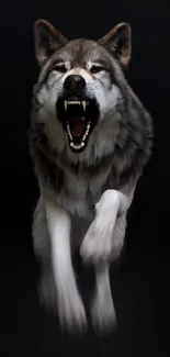 Fierce snarling wolf on dark background wallpaper.