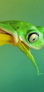 Green frog on yellow flower with blue butterfly on mobile wallpaper.