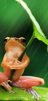 Frog sitting under a green leaf in the rain, creating a serene natural scene.