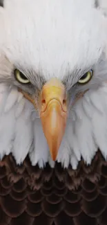 Close-up of a bald eagle with blurred forest background.