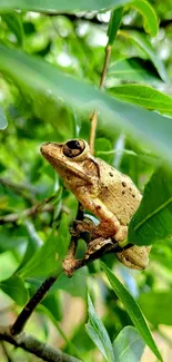 Frog perched on a branch amidst lush green leaves.