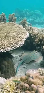 Underwater view of coral reef with marine life, featuring vivid aquatic colors.