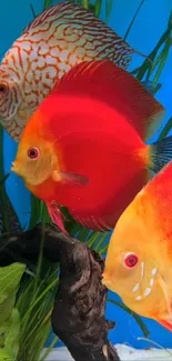 Bright colorful fish swimming in an aquarium setting.