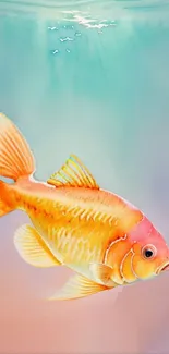 Vibrant orange goldfish swimming in teal water background.