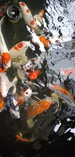 Colorful koi fish in a serene pond.