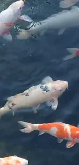 Koi fish swimming elegantly in clear blue water.