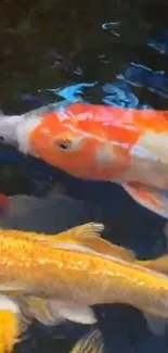 Colorful koi fish swimming in a serene pond.