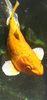 Vibrant orange koi fish swimming in clear water.