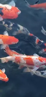 Vibrant koi fish swimming in clear pond water.