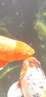 Colorful koi fish swimming in clear water with sunlight reflections.