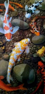 Vibrant koi fish swimming among pebbles.