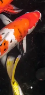 Vibrant koi fish swimming in dark waters, showcasing orange and black hues.