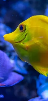 Yellow tang fish in blue aquatic backdrop.