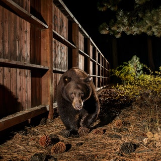 Lake Tahoe’s Bear Boom