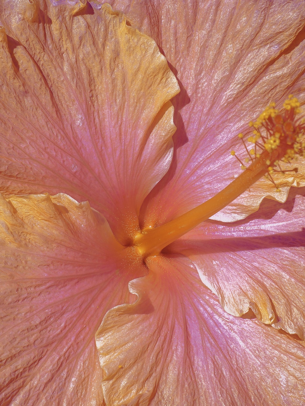 A closeup photo of a pinkish flower.