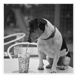 Stampa Latte Macchiato Dog - Heidi Bollich