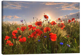 Canvas print Poppies in light - Steffen Gierok