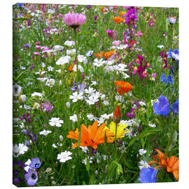 Canvas print Flowers meadow - blackpool