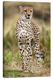 Canvas print Cheetah on the prowl - Joe &amp; Mary Ann McDonald