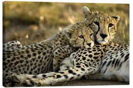 Canvas print Cheetah cub with mother - Joe &amp; Mary Ann McDonald