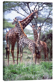 Canvas print Giraffes family - David Northcott