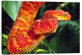 Canvas print Red bush viper on tree - David Northcott