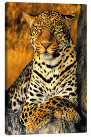 Canvas print King of the Leopards - Dave Welling