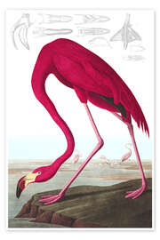 Poster Kubaflamingo aus "The Birds of America" - John James Audubon