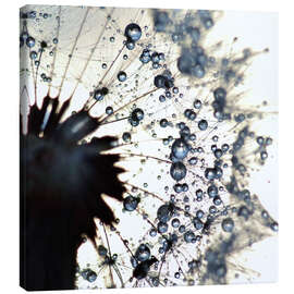 Canvas print Dandelion drops of water around - Julia Delgado