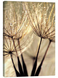 Canvas print Dandelion vanilla sky - Julia Delgado