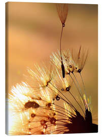 Canvas print Dandelion golden touch - Julia Delgado