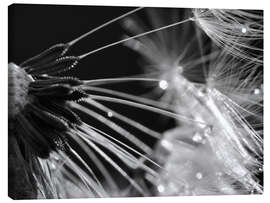 Canvas print Dandelion black and white - Julia Delgado