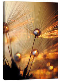 Canvas print Dandelion gold explosion - Julia Delgado